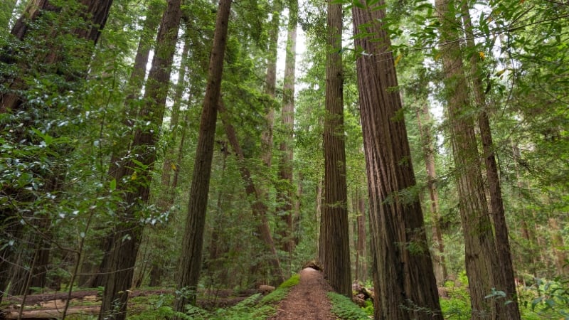 avenue of the giants