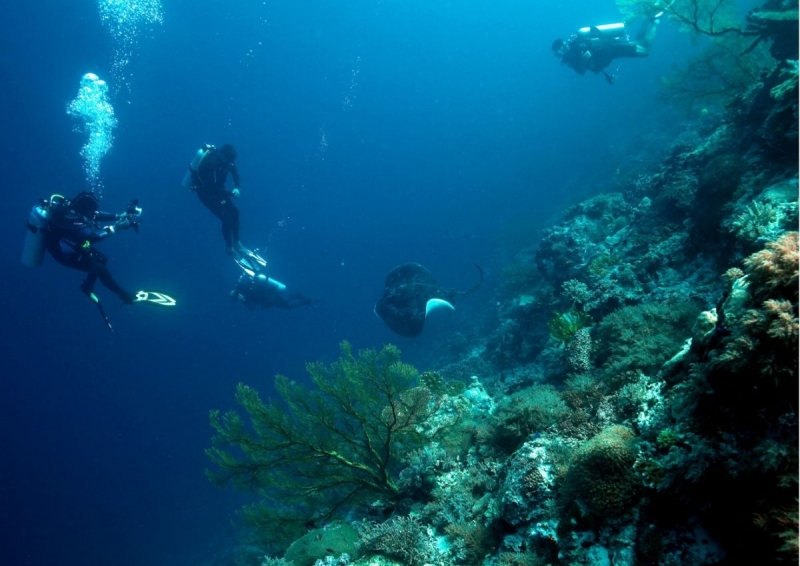 Diving in Tubbataha