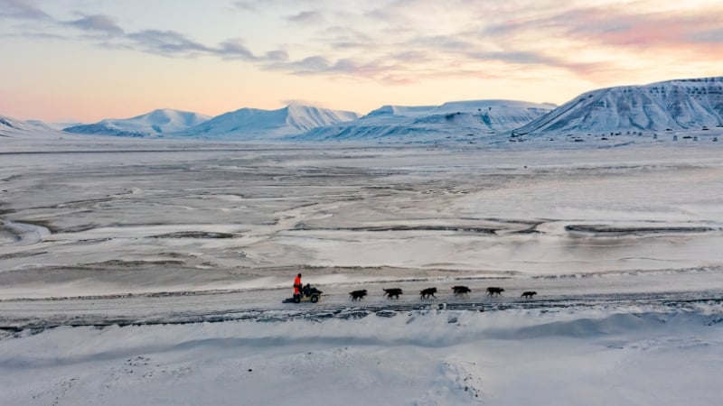 dog sledding