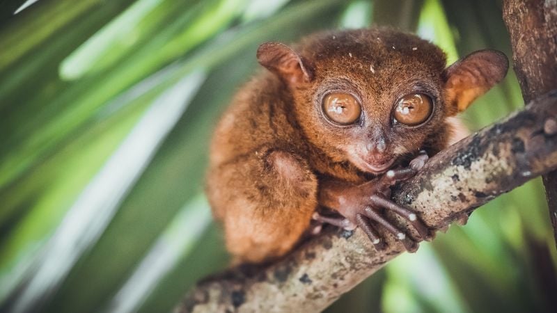 Tarsier in the Philippine Tarsier Sanctuary Bohol