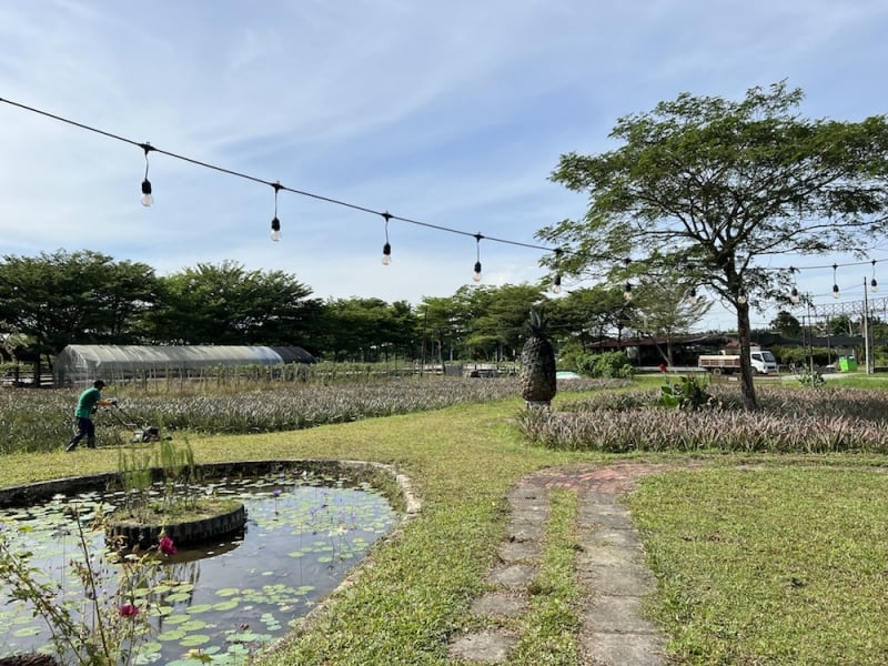 attractions in johor nictar pineapple park