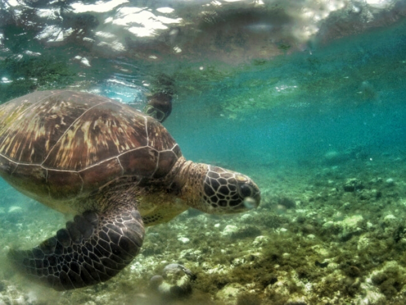 Apo Island