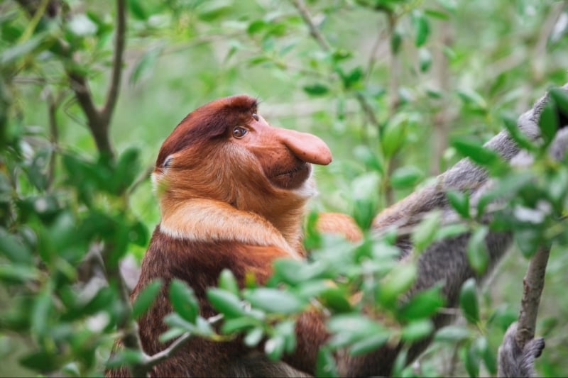 proboscis monkey in bako national park