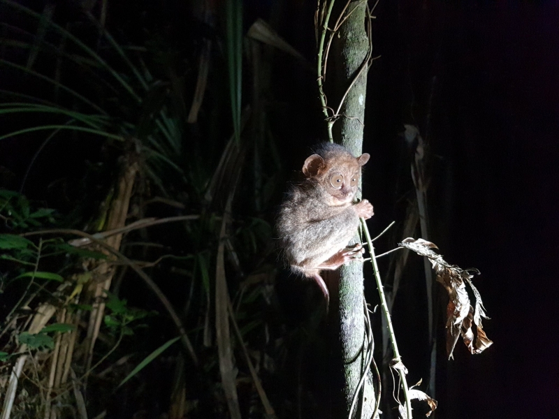 Philippine Tarsier in Tacloban