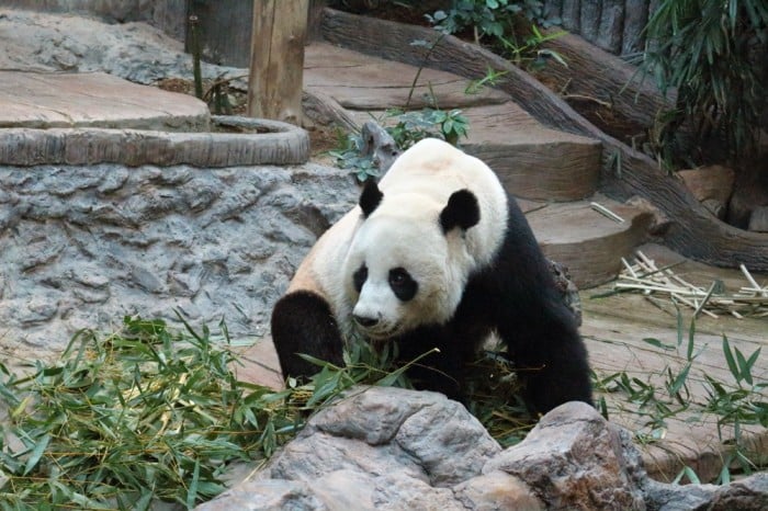 china panda