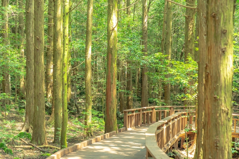 jeju cherry blossom season: heal at healing forest