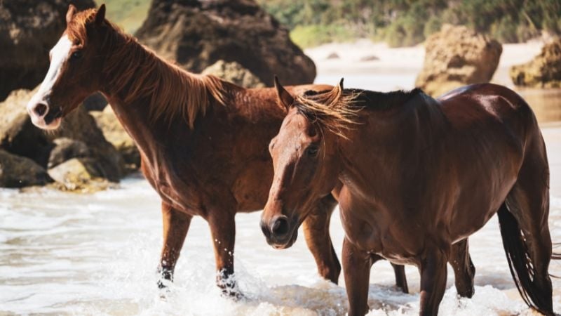 horses in the water