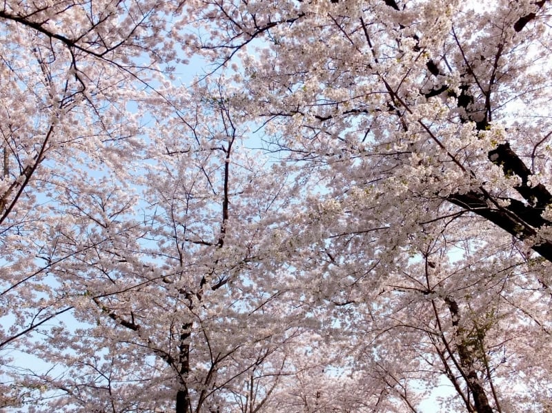 sakura at kitakami tenshochi park