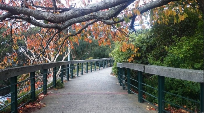 dandenong ranges 