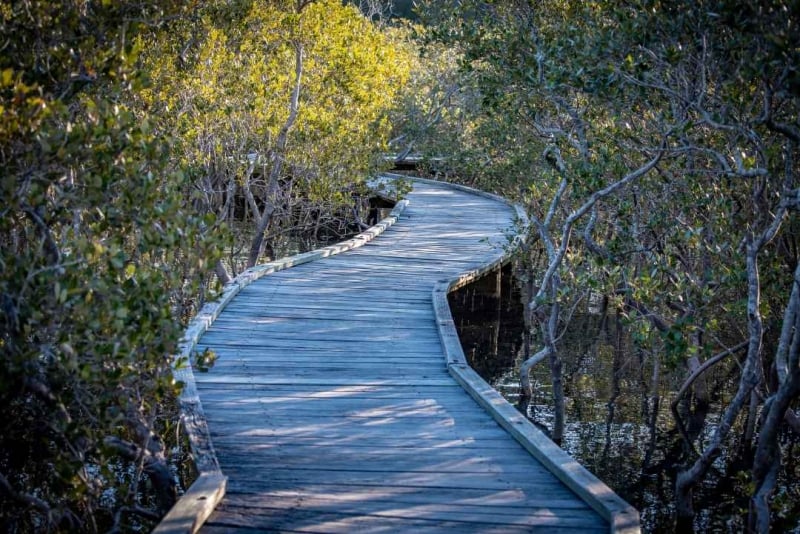 Cumbebin Wetland Sanctuary Boardwalk