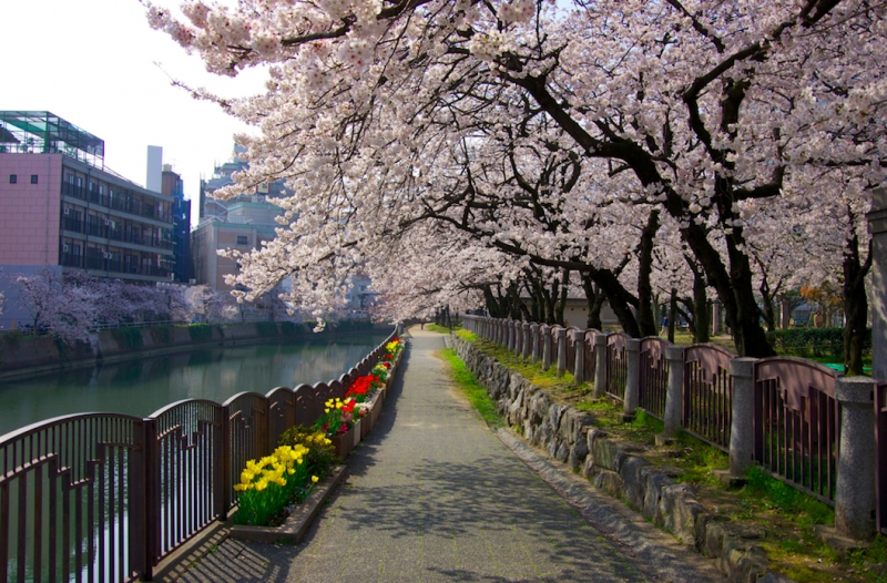Japans Cherry Blossoms 2018 Forecast When And Where To Catch Them