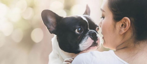 Regent Singapore Bring Your Pet Staycation with 25% Savings