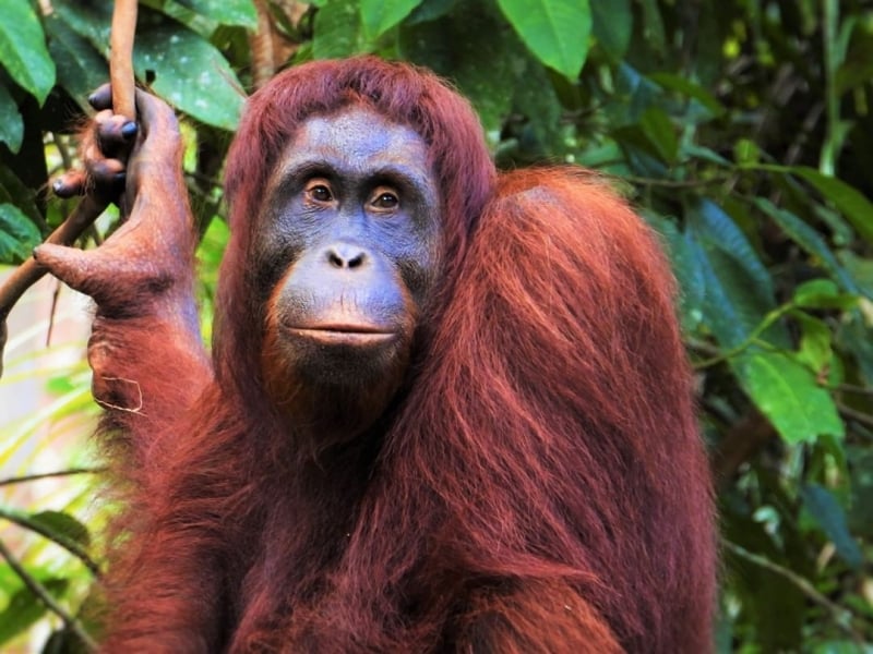 orangutan at semenggoh nature reserve