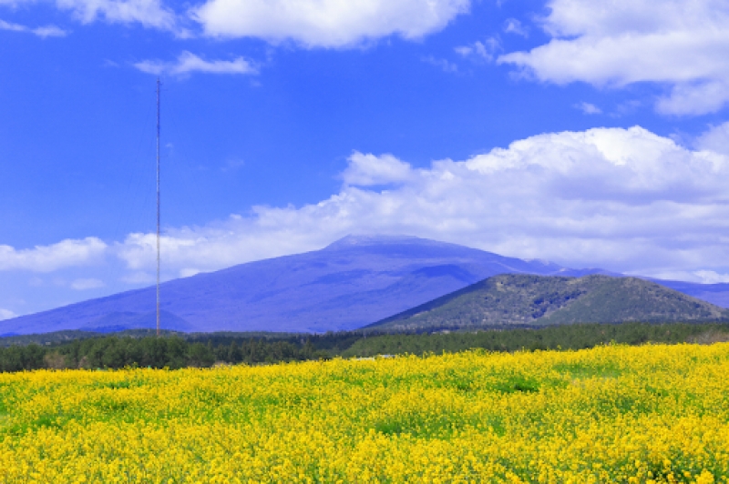 jeju cherry blossom season: spring at hallasan national park