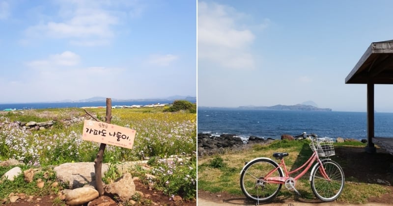 jeju cherry blossom season: spring in Gapado