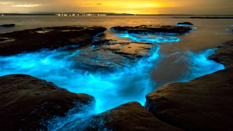 blue tears bioluminesence