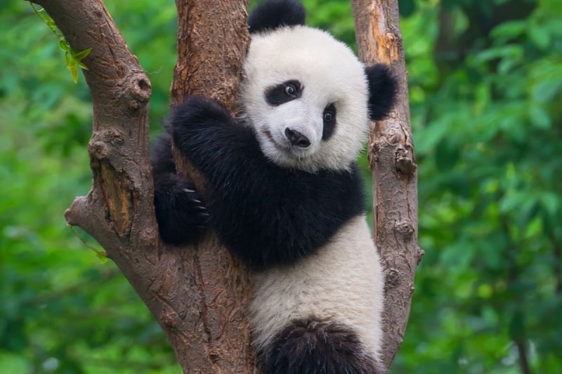 panda china