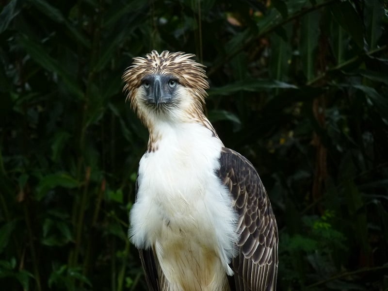 philippine eagle