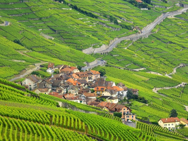 Lavaux Vineyard Terraces