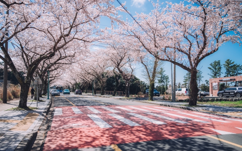 jeju cherry blossom