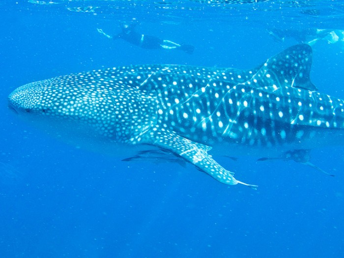 Ningaloo whale shark