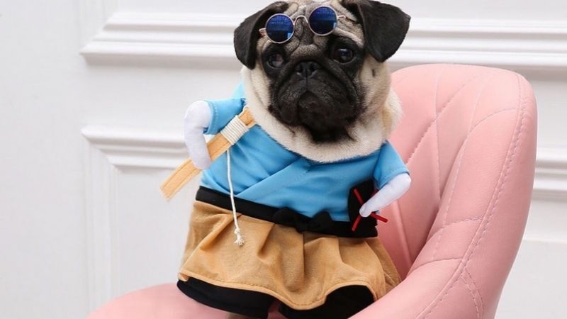 Funny Dog Costumes That Will Make You Laugh Out Loud