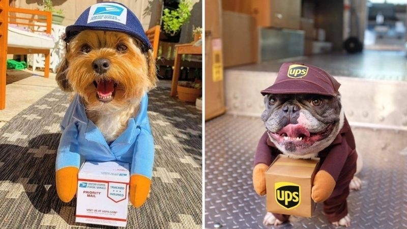 UPS Driver Dog Costume