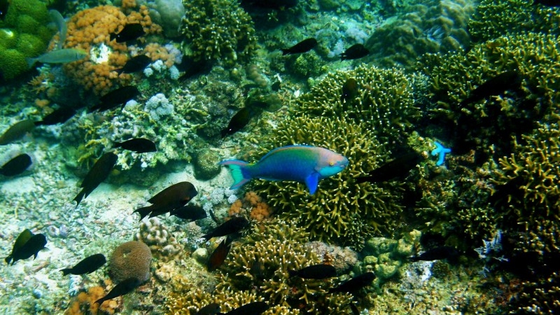 snorkelling spots in the philippines