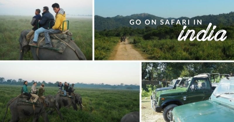 Save Your Africa Flight Tickets! Going on Safari in India is Much More Affordable, Yet Just as Gorgeous