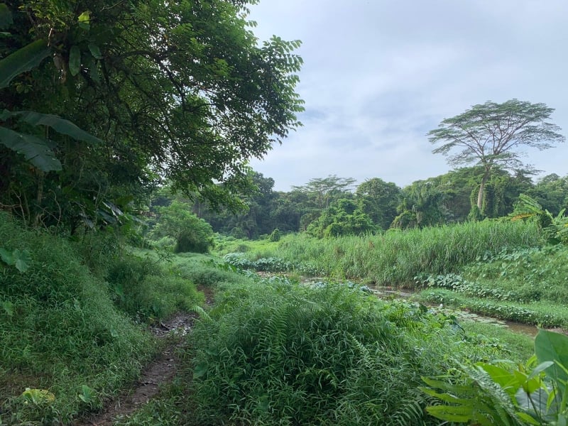 clementi forest singapore