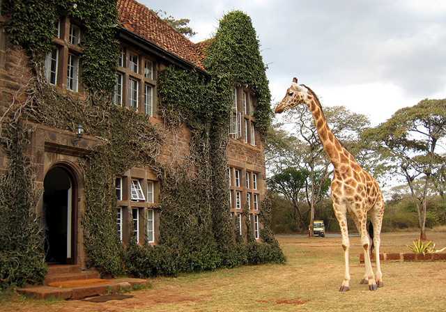 giraffe manor