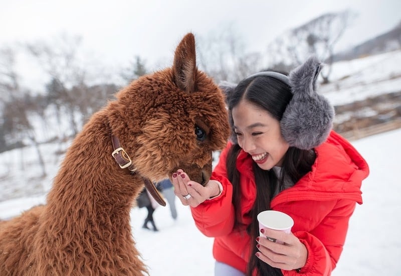 Meeting a friendly alpaca in Gangwon Province