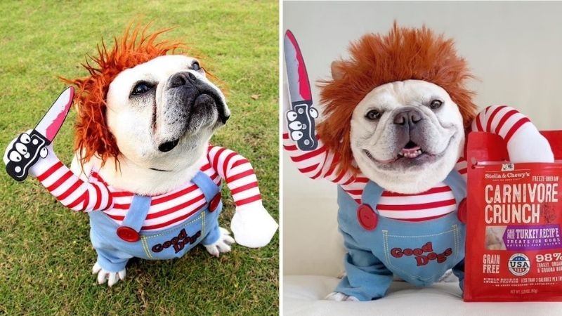 8 Funny Dog Costumes That Will Make You Laugh Out Loud