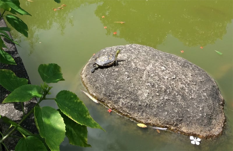 turtle in a pond outside the Casa Garden