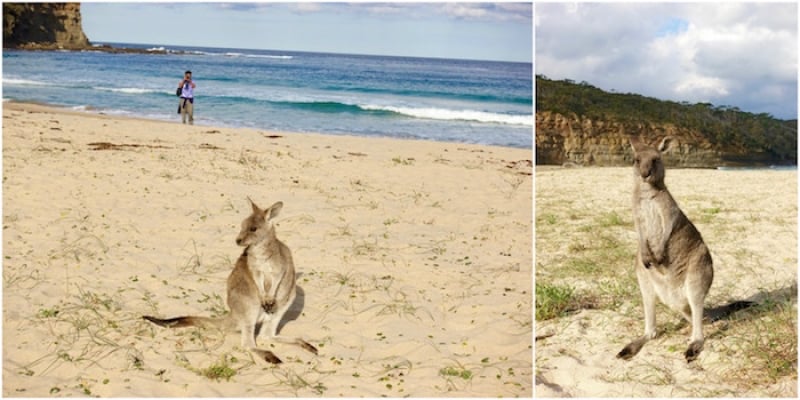 NSW South Coast