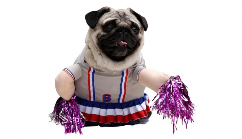 8 Funny Dog Costumes That Will Make You Laugh Out Loud