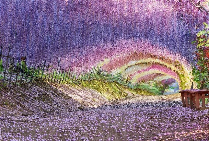 Kawachi Wisteria Garden