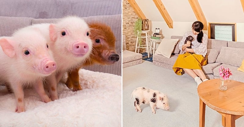 Micropig cafe, unique things in Japan