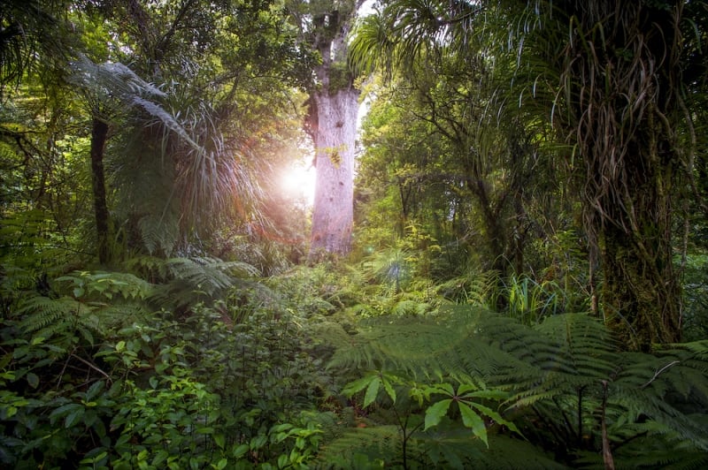 plant tree New Zealand