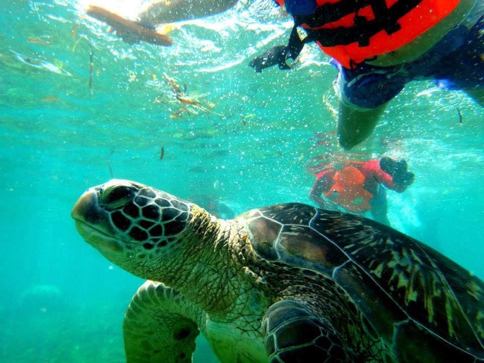 Apo Island, Negros Oriental