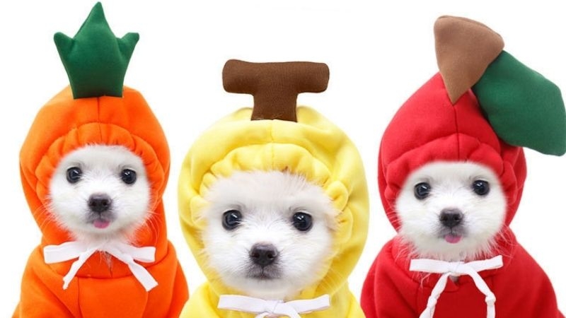 50 Funny Dog Costumes That Will Make You Laugh Out Loud