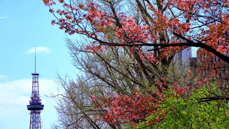 cherry blossom in sapporo, hokkaido