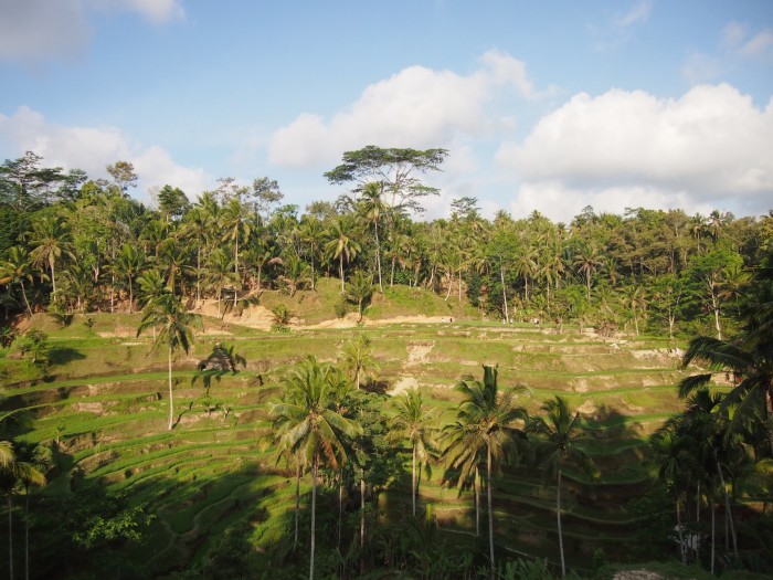 Tegalalang Paddy Field