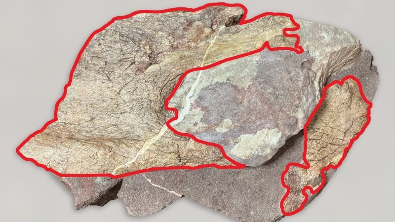 one of the dinosaur fossils found in port island, hong kong, outlined