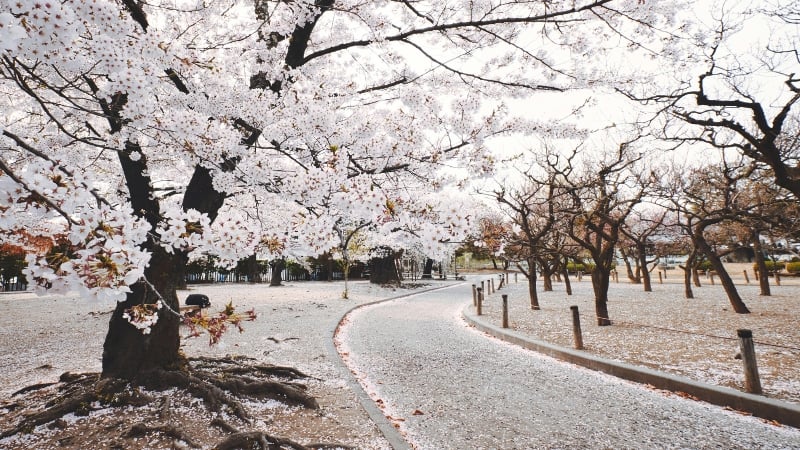 cherry blossom in nagano