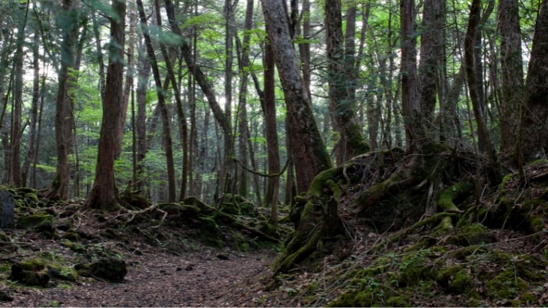 aokigahara suicide forest japan urban legends