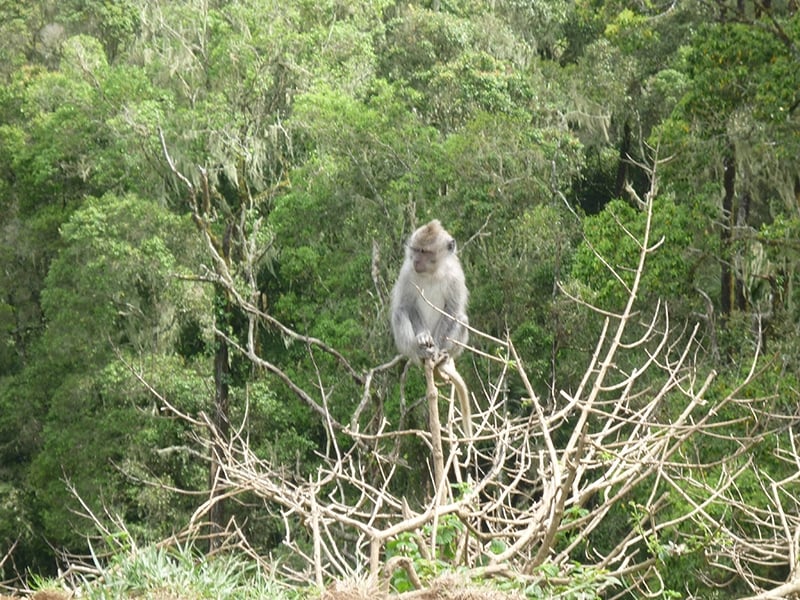 Pusuk Monkey Forest