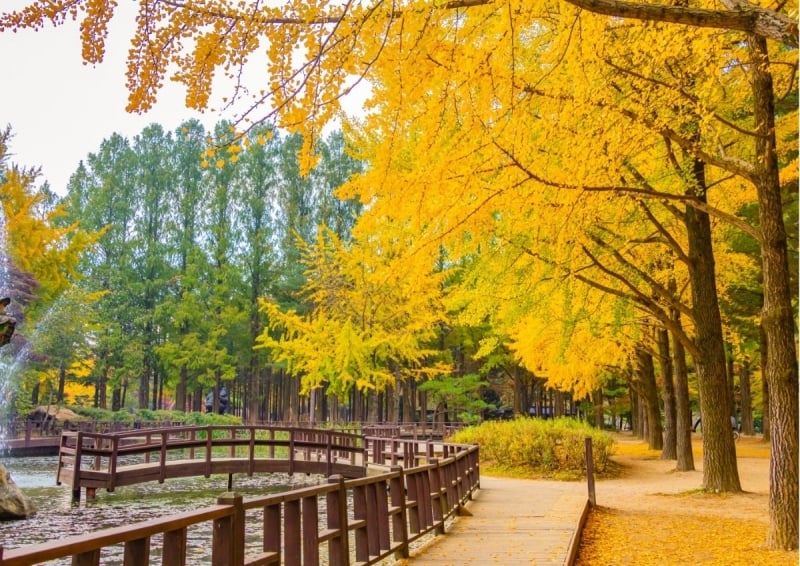 Fall foliage in south korea 2024