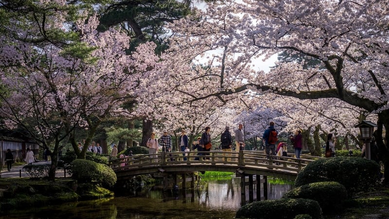 cherry blossom in kanazawa