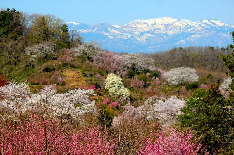 sakura at hanamiyama park